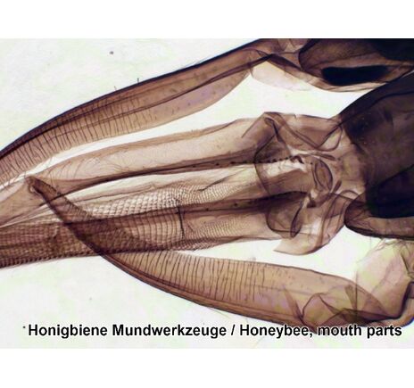 Sada trvalých preparátov BRESSER – 100 ks v plastovom boxe, image-7