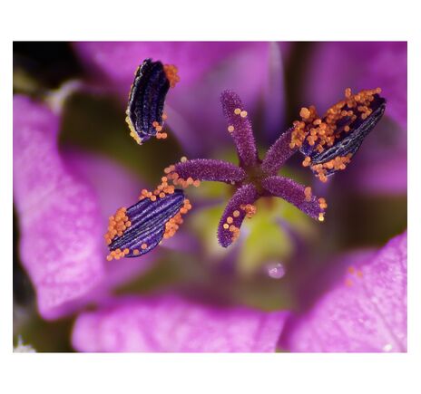 Bresser DST-0745 Zoom Optika so stojanom (C-Mount báza), image-5