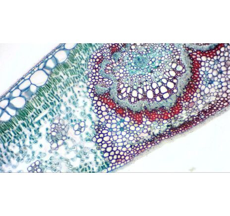 Okulárna kamera BRESSER MikrOkular Full HD, image-3