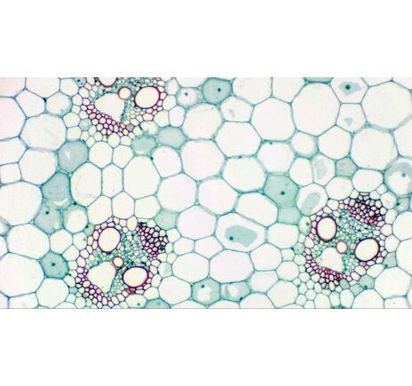 Okulárna kamera BRESSER MikrOkular Full HD, image-4