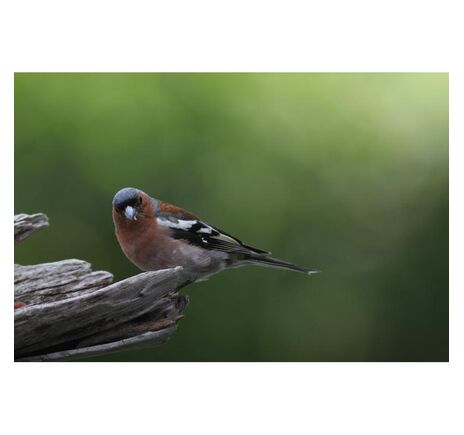 Omegon Pro APO AP 72/432 ED – kompaktný apochromát, image-10