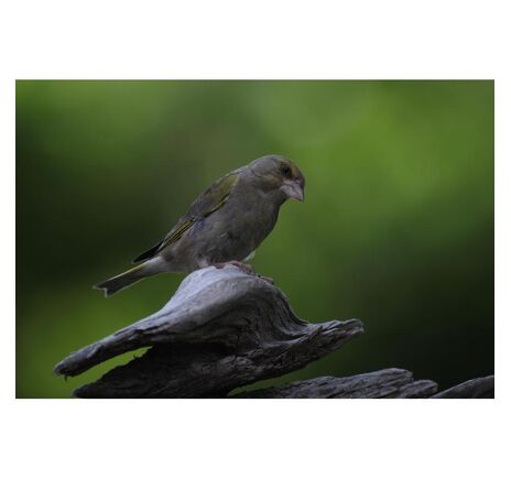 Omegon Pro APO AP 72/432 ED – kompaktný apochromát, image-3