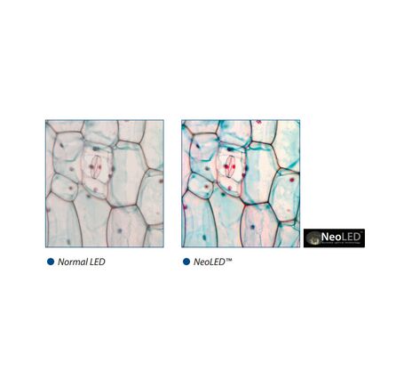 Euromex Mikroskop iScope IS.1159-PLPHi, binokulárny + fototubus, infinity, Plan Phase IOS 100x–1000x, 10x/22 DL, Köhler LED, image-3