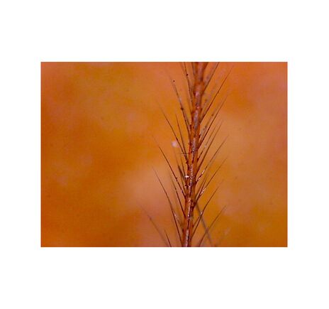 Omegon DigitalView USB ručný mikroskop, image-4