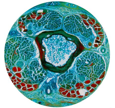 Optika Mikroskop B-510-2, diskusný, trinokulárny, dvojhlavý, IOS W-PLAN, 40×–1000×, EU verzia, image-2