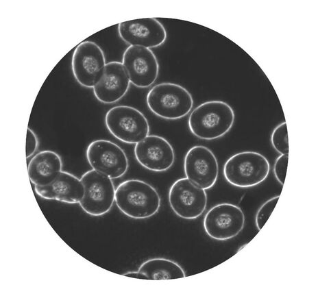 Optika Mikroskop B-510DK, darkfield, trinokulárny, W-PLAN IOS, 40×–1000×, EU verzia, image-5
