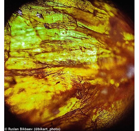 Levenhuk Rainbow 50L PLUS mikroskop, image-19