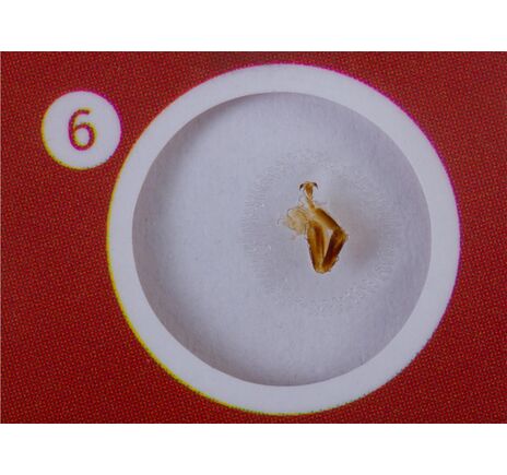 Sada hotových živocišných preparátov Levenhuk LabZZ C12, image-4