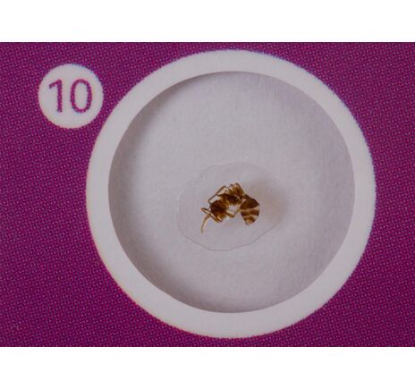 Sada hotových živocišných preparátov Levenhuk LabZZ C12, image-5