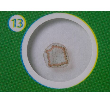 Sada hotových rastlinných preparátov Levenhuk LabZZ P12, rastliny, image-4