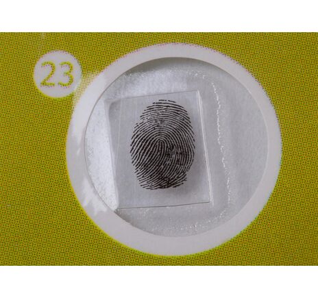 Sada hotových rastlinných preparátov Levenhuk LabZZ P12, rastliny, image-6