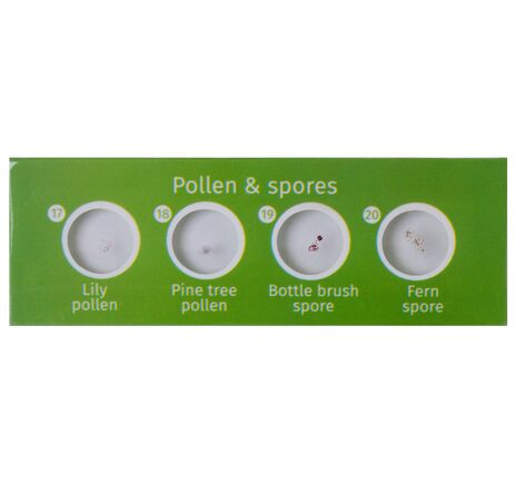 Sada hotových rastlinných preparátov Levenhuk LabZZ P12, rastliny, image-2