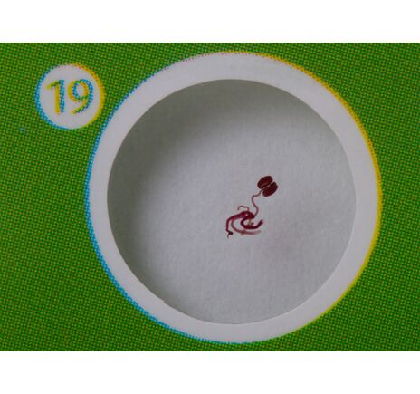 Sada hotových živočišných a rastlinných preparátov Levenhuk LabZZ CP24, image-9