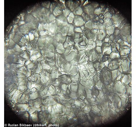 Levenhuk Rainbow 50L PLUS mikroskop, image-24