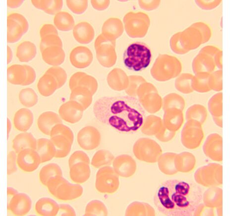 Biologický mikroskop MAGUS Bio 250T, image-11