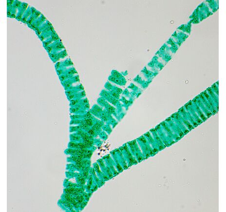 Biologický mikroskop MAGUS Bio 250T, image-24