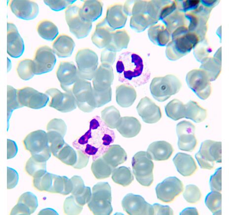 MAGUS Bio 230BL, image-13