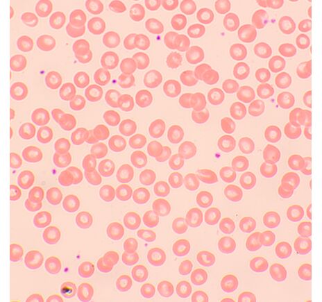 MAGUS Bio 250BL, image-11