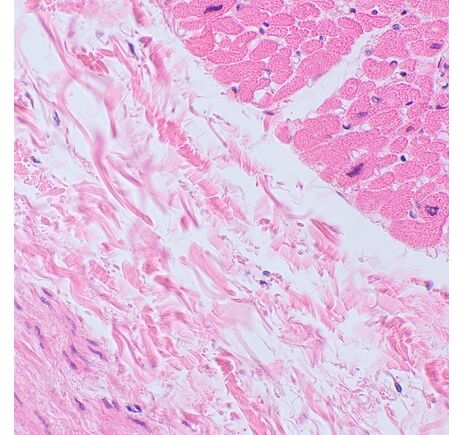 MAGUS Bio 250TL, image-22