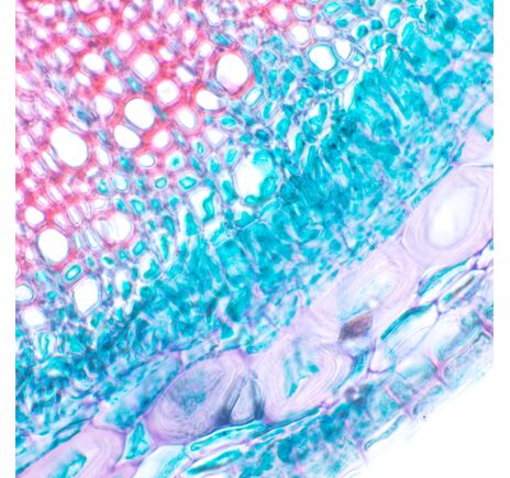 MAGUS Bio 230B, image-11