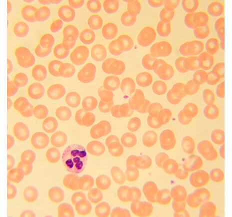 MAGUS Bio 230T, image-20