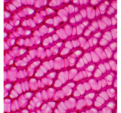 MAGUS Bio 230TL, image-11