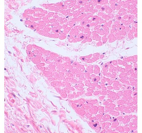 MAGUS Bio 230TL, image-15