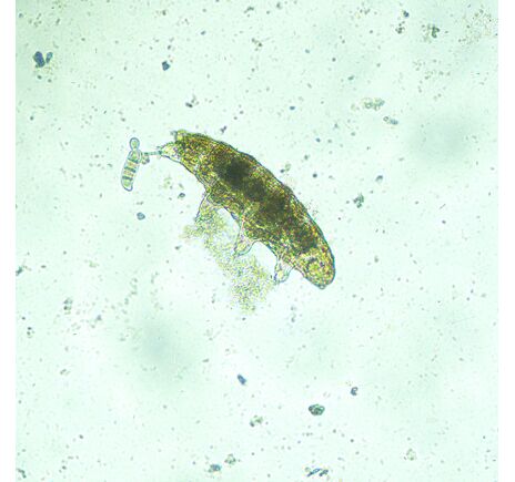 MAGUS Bio V300, image-13