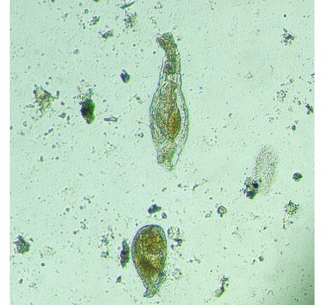 MAGUS Bio V300, image-14