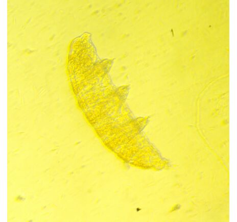 MAGUS Bio V350, image-11