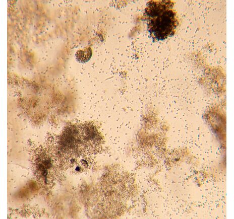 MAGUS Bio V350, image-19