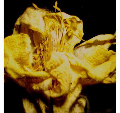 MAGUS Stereo D9T LCD, image-28