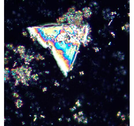 MAGUS Pol D850, image-24