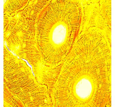 MAGUS Bio D250T, image-27