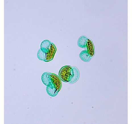 MAGUS Bio D250TL, image-27