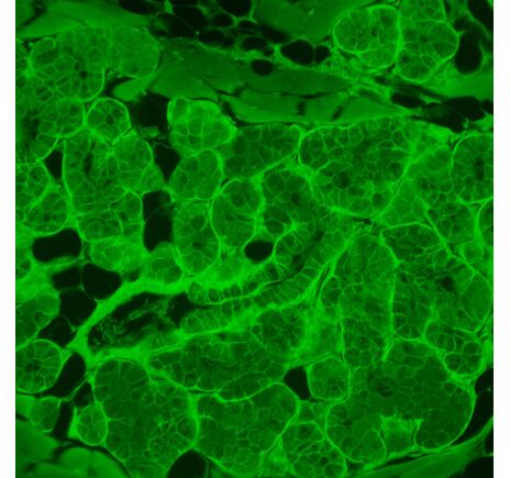 MAGUS Lum VD500L, image-21