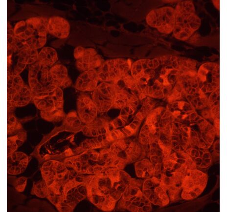 MAGUS Lum VD500L LCD, image-23