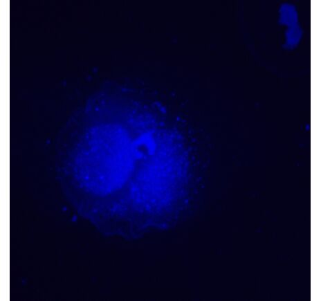 MAGUS Lum V500L, image-5