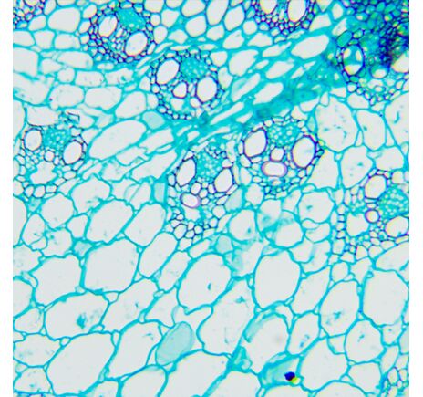 MAGUS Bio 240T, image-11