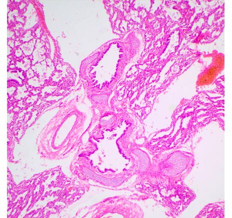 MAGUS Bio 240T, image-22