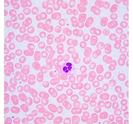 MAGUS Bio 240B, image-24