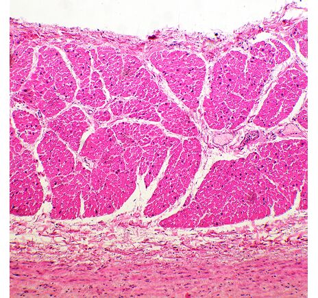 MAGUS Bio 260T, image-11