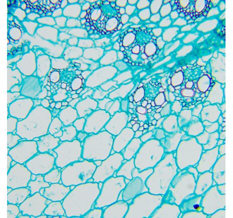 MAGUS Bio 260T, image-19