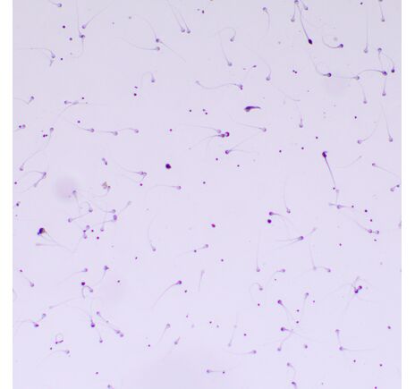 MAGUS Bio 260T, image-21