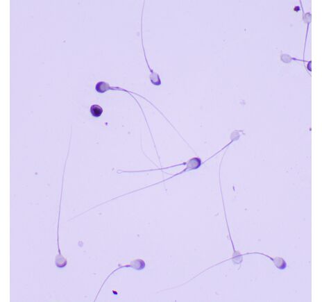 MAGUS Bio 260T, image-22