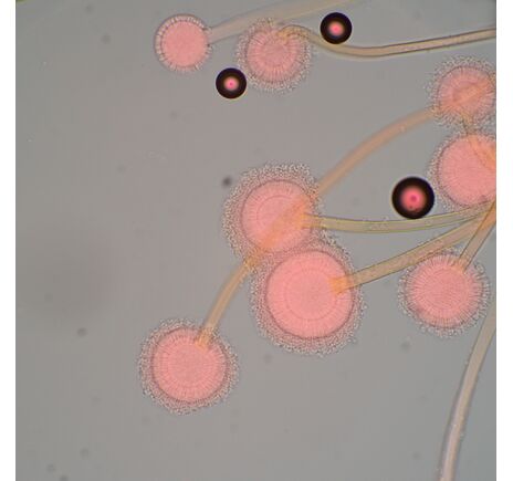 MAGUS Bio 270T, image-21