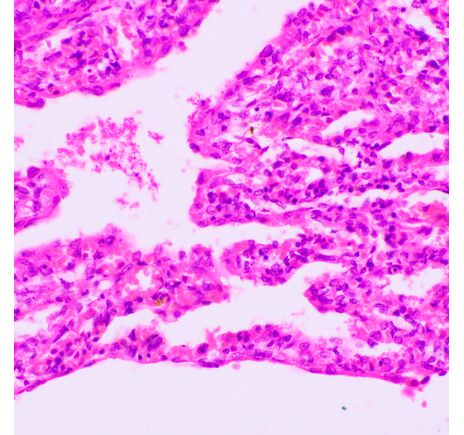 MAGUS Bio 270T, image-22