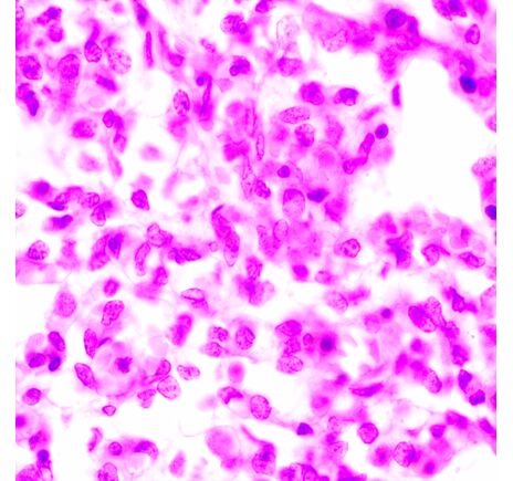 MAGUS Bio 270T, image-23