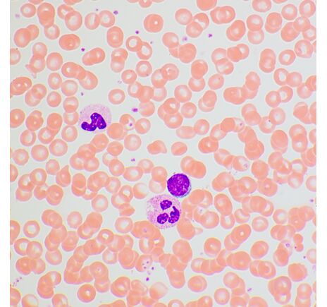 MAGUS Bio 270T, image-24