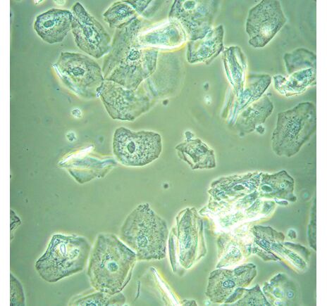 MAGUS Bio V360, image-22